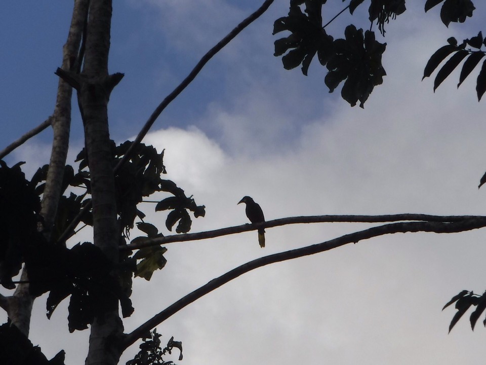 Costa Rica - San Carlos - 