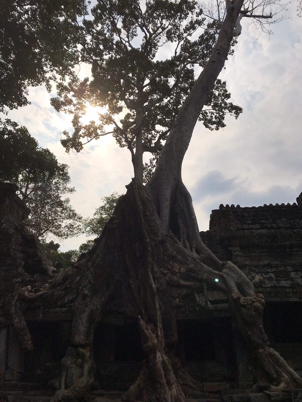 Cambodia - Siem Reap - Tree firmly embedded into Preah Khan