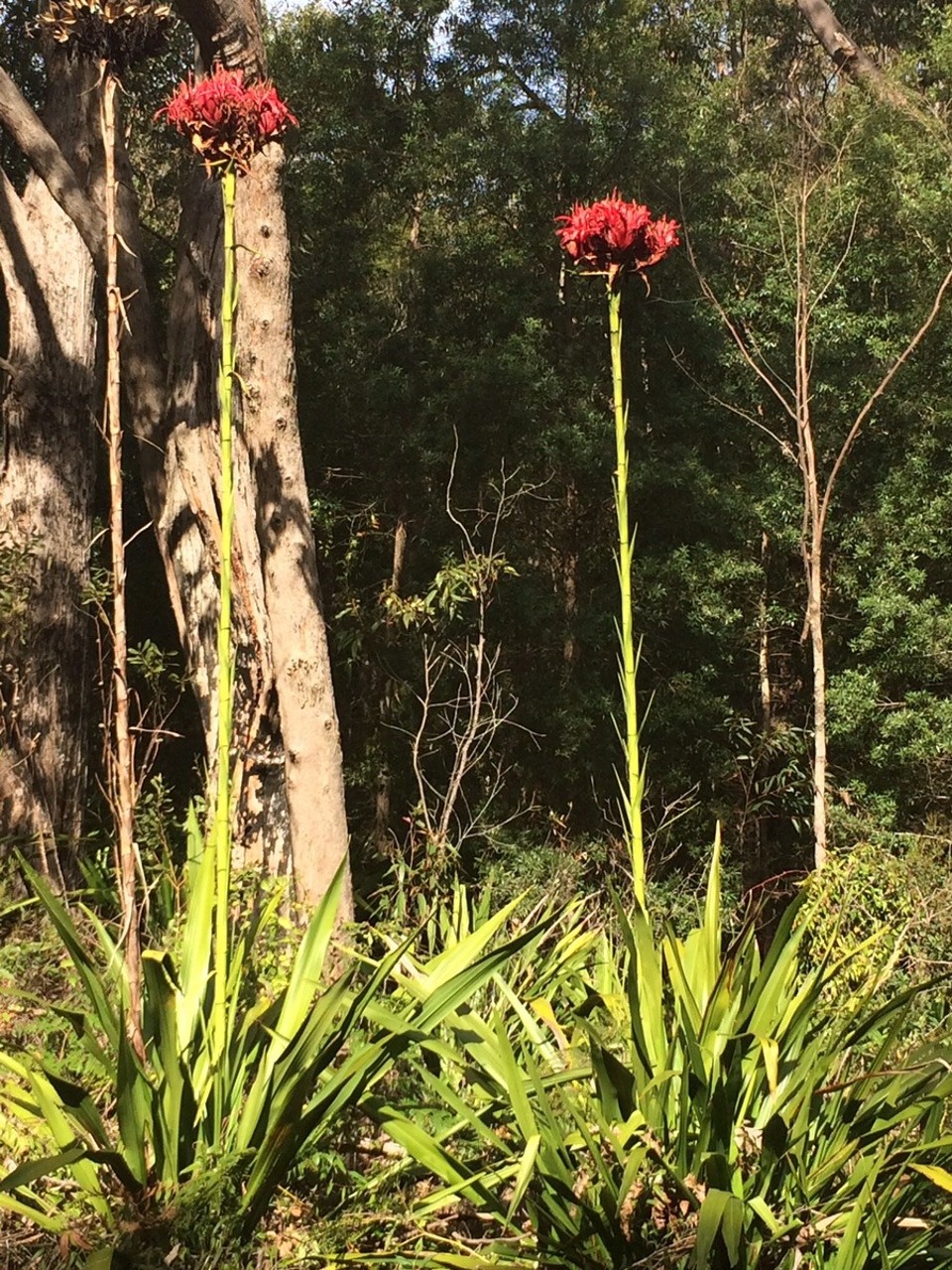 Australien - Anna Bay - Weird flowers. The stem is a couple of metres tall!