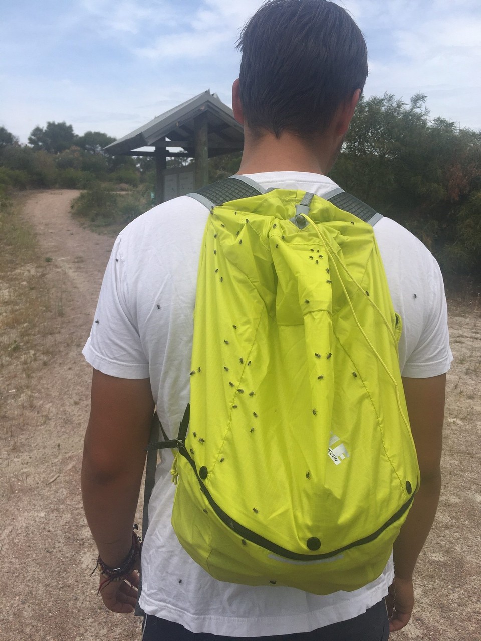 Australien - Eagle Bay - An einem Tag wollten wir wandern... das haben wir uns ganz schnell anders überlegt. Zwischen all den Fliegen hält man es draußen kaum aus. 