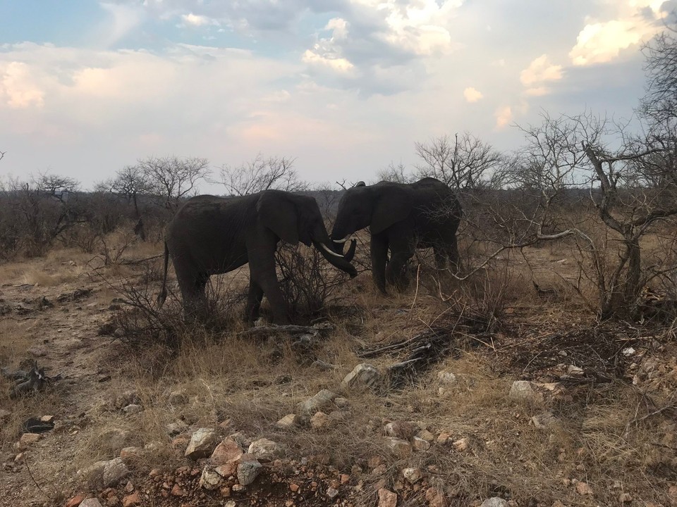 Südafrika -  - 