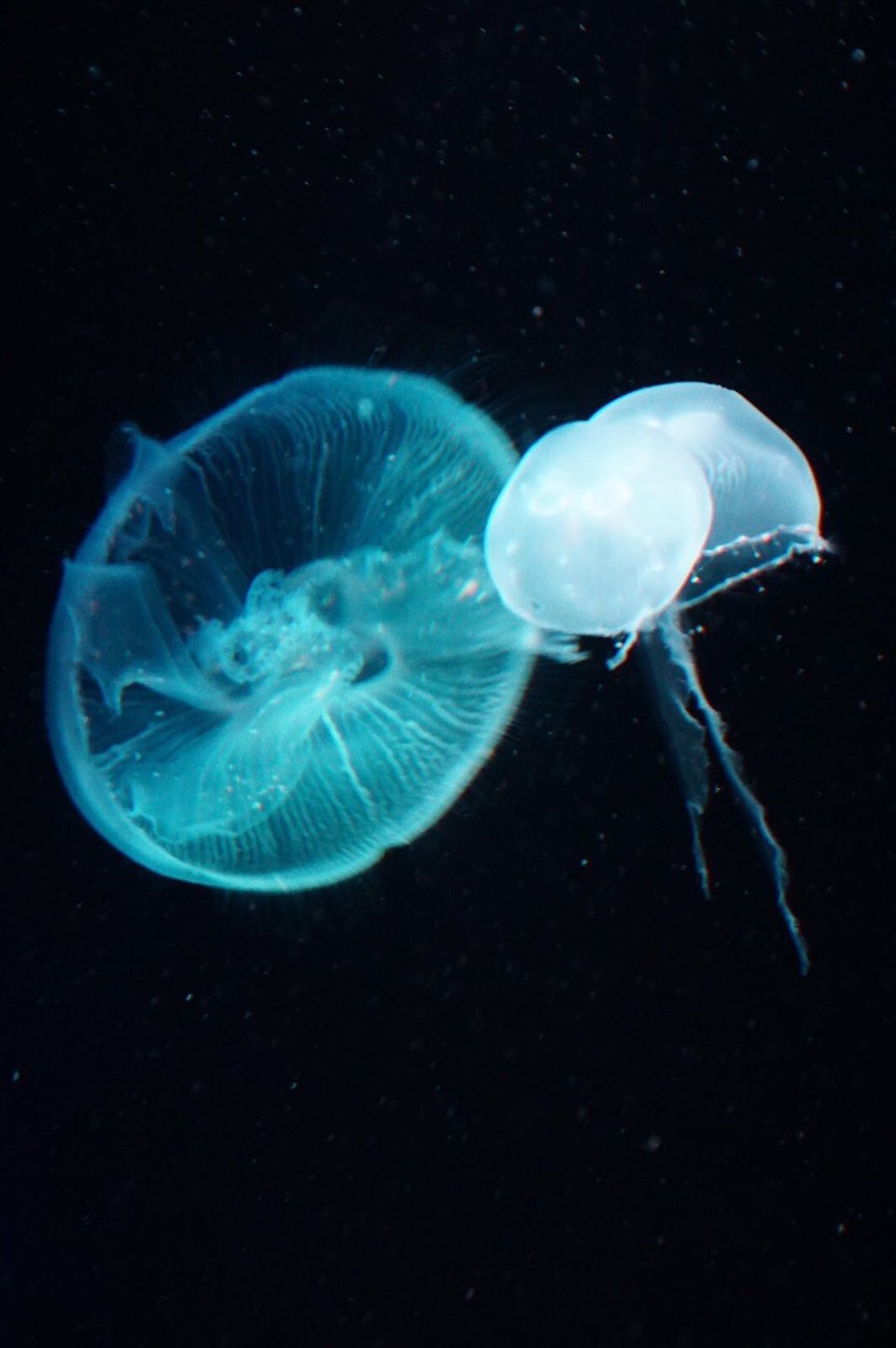 Australien - Sydney - Quallen im Sealife :)