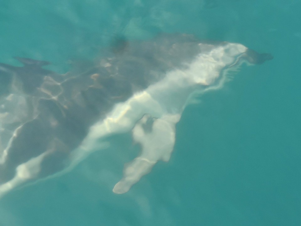 Neuseeland - Kaikoura - 