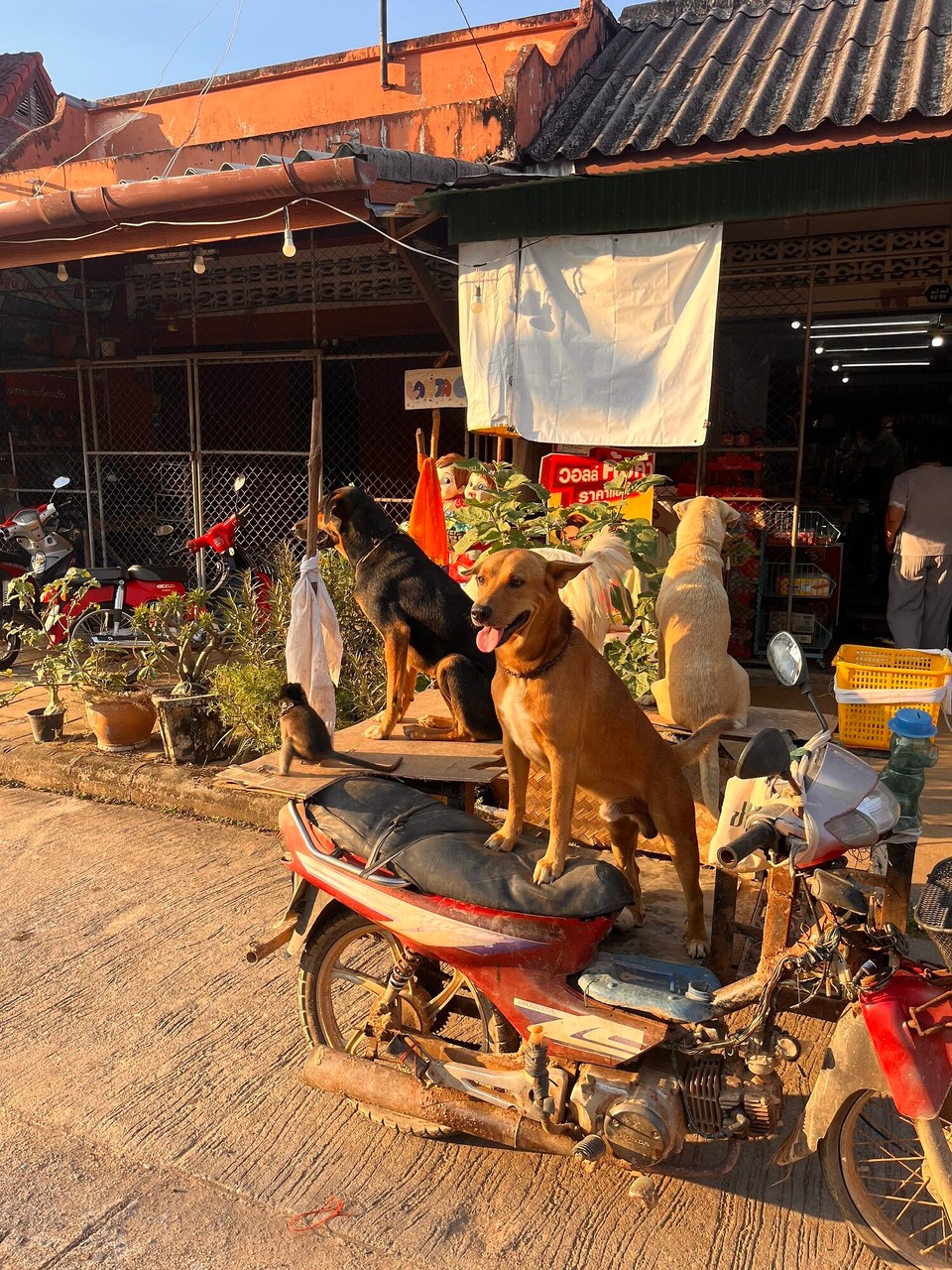 Thailand - Ko Lanta - Tiny monkey on the bike with the doggies - so random