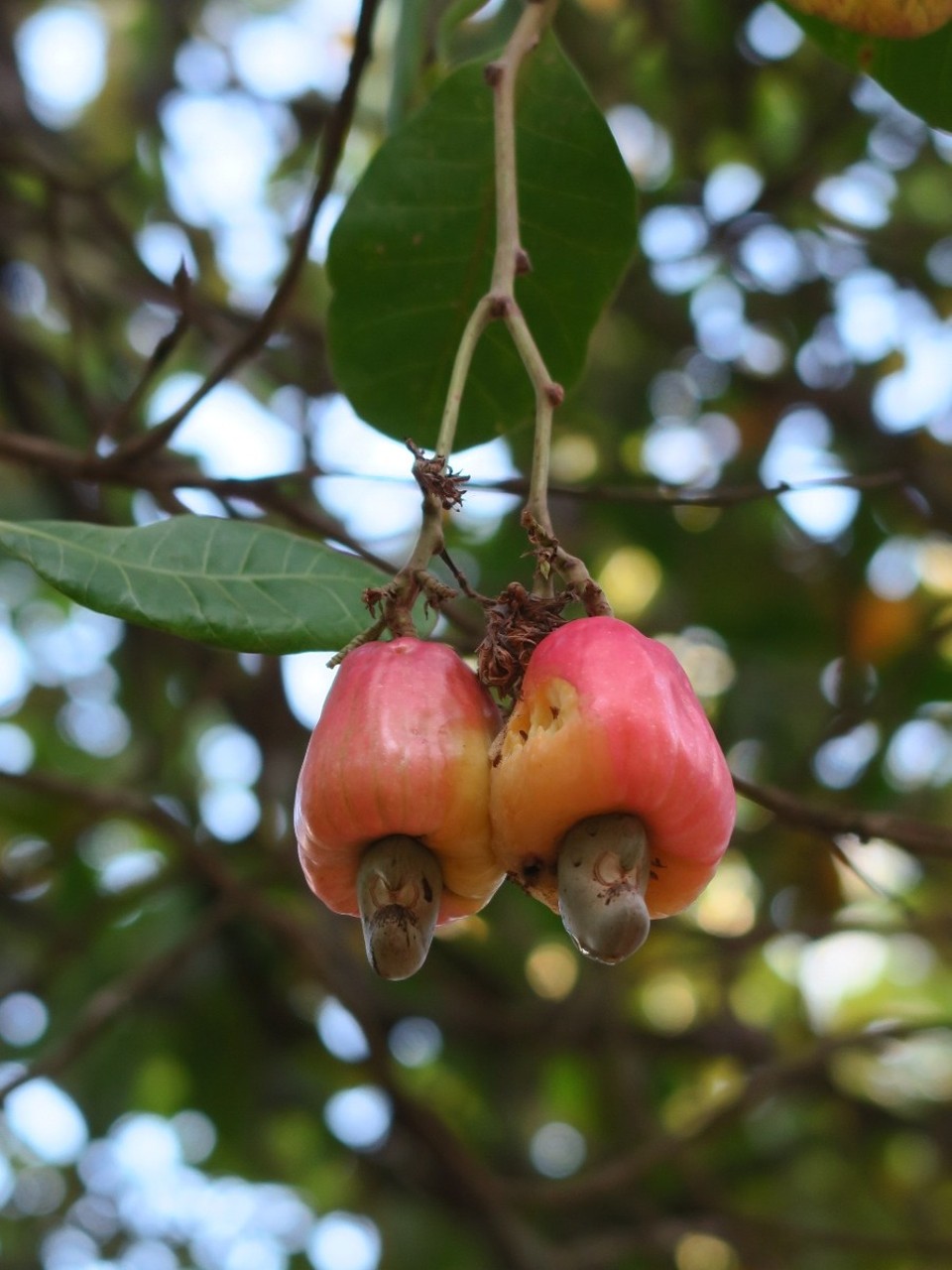 Philippines - Busuanga - Arbre a noix de cajou!!! Et son fruit, mange avec du sel c'est meilleur mais un gout special tout de même