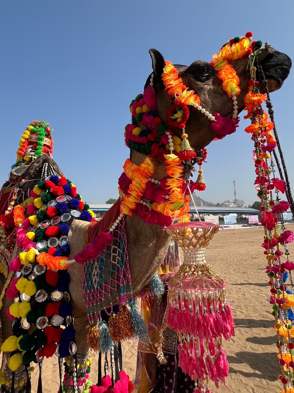 Indien - Pushkar - 