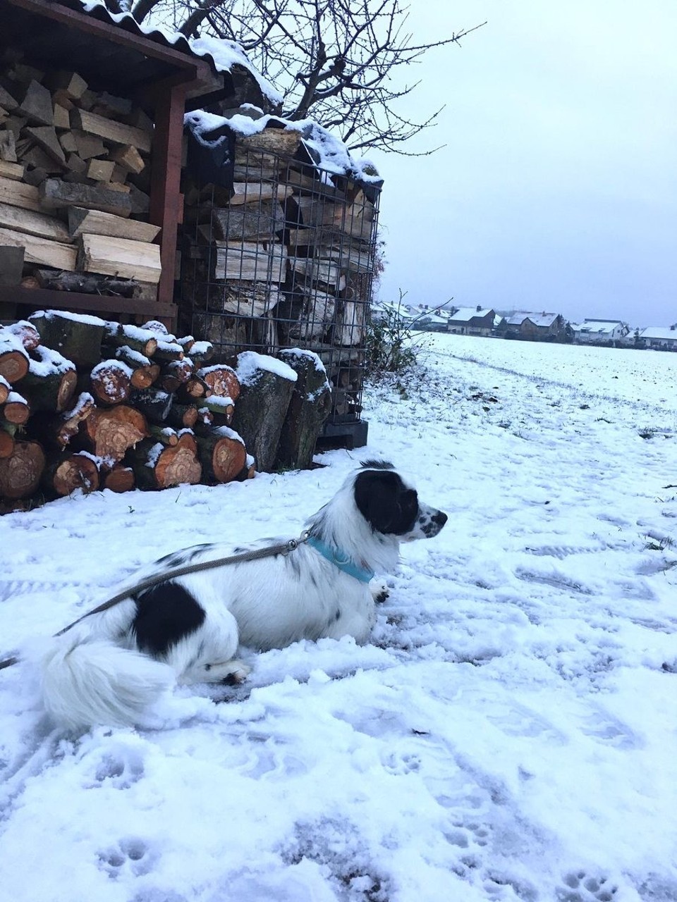 Deutschland - Ludwigshafen - Mit Yosha im Schnee