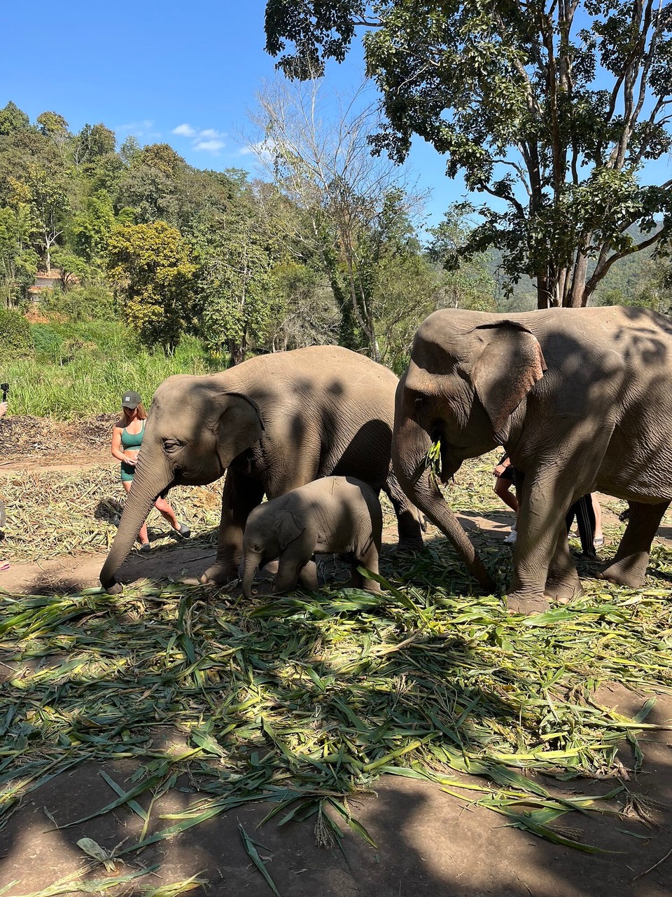 Thailand - Mueang Chiang Mai - Baby ele in the middle :) 