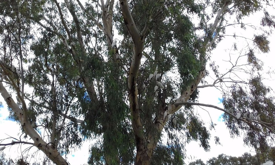 Australia - Taylorville - So many cockatoos here! So much noise.