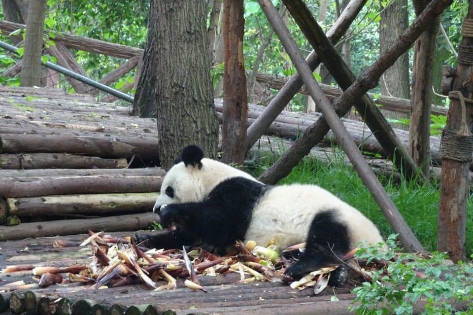 China - Chengdu - 