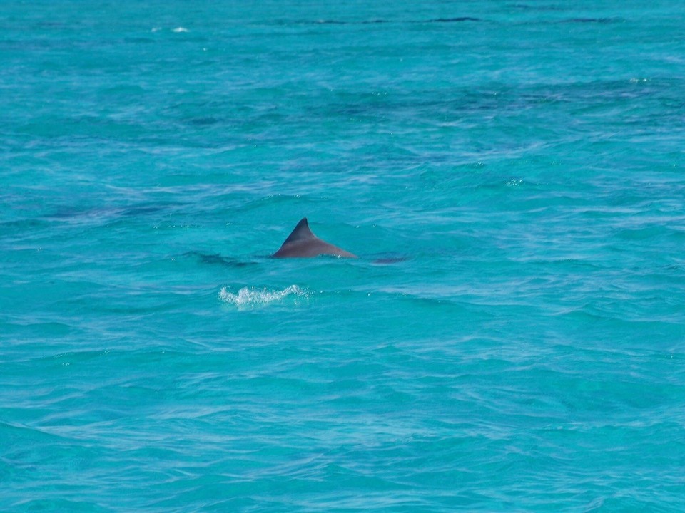 Australien -  - 🐬🐬🐬