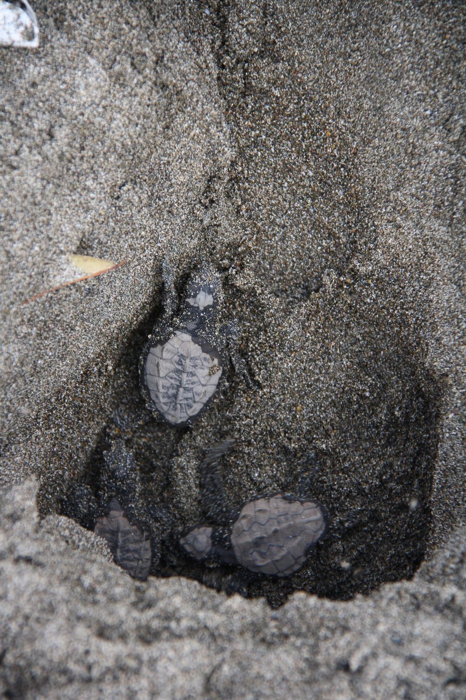 Costa Rica - Nicoya - 