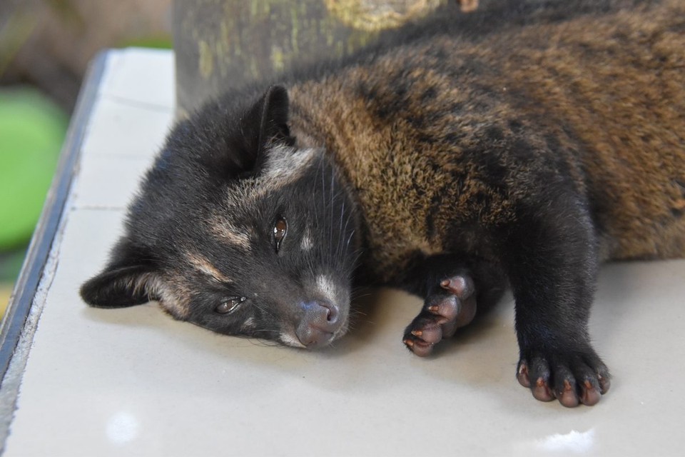 Indonesien - Bangli - Nach der Ernte waren wir ganz schön fertig, ist ja auch anstrengend.
Ihr könnt ja gerne mal googeln was es mit diesem Kaffee auf sich hat.