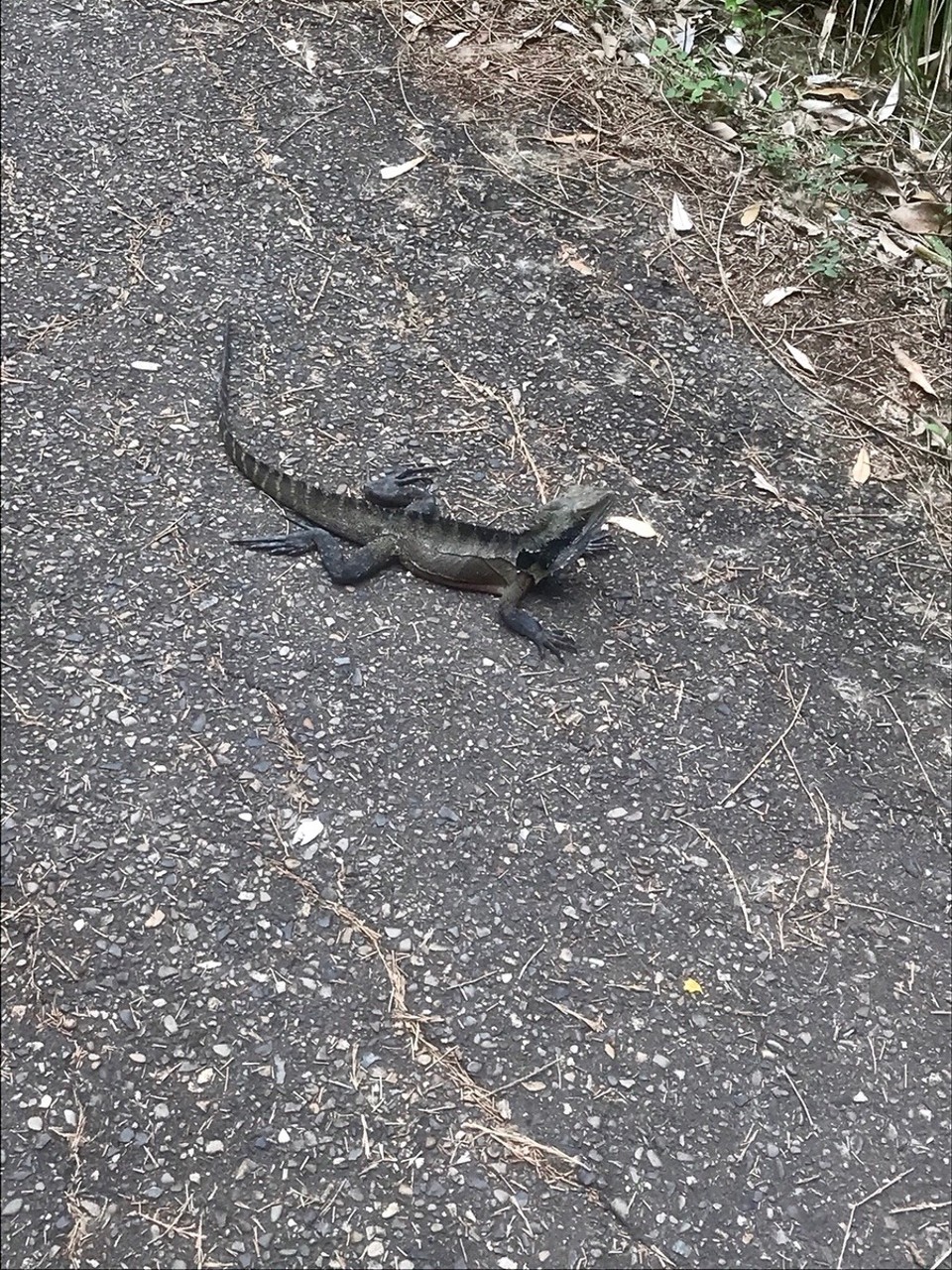 Australien - Port Macquarie - Gecko! 