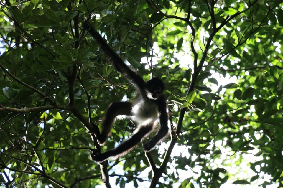 Guatemala - El Zotz - SPIDER-MONKEY! Ganz schön frech diese Äffchen 