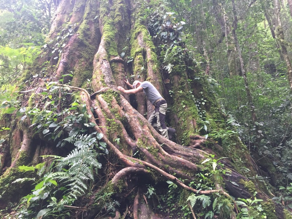 Panama - Boquete - 