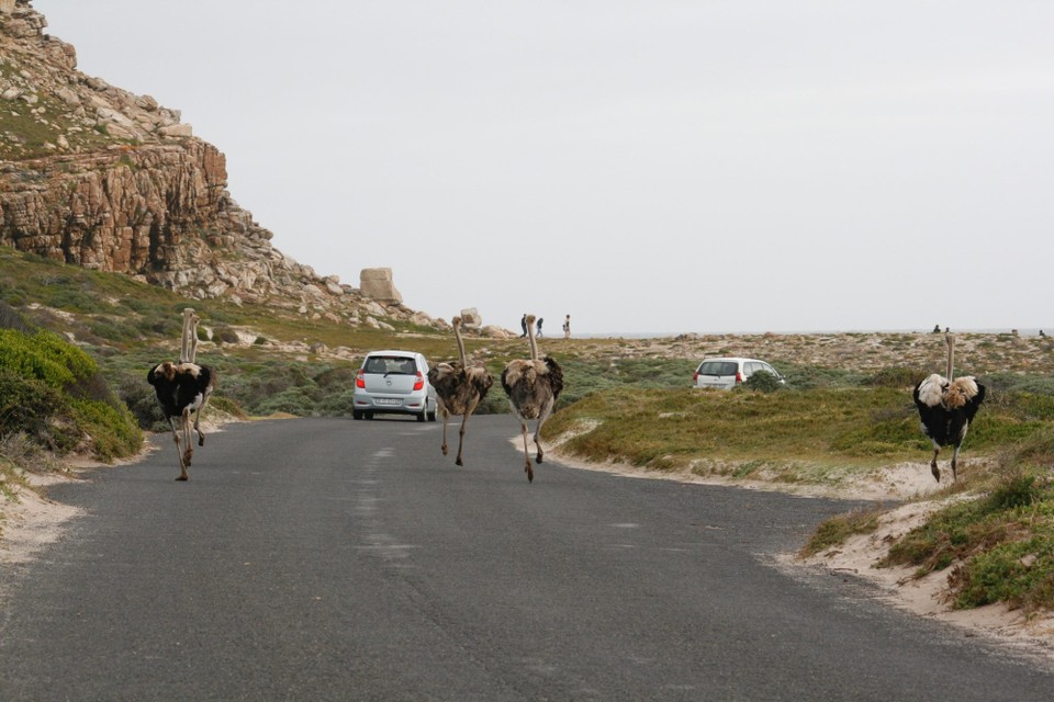 Südafrika - Cape Point - 