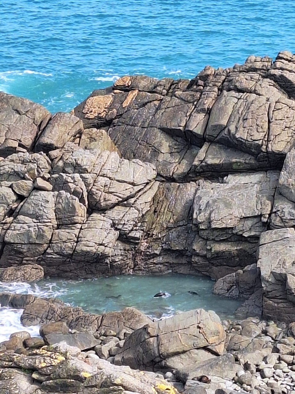 Neuseeland - Cape Foulwind - Seals gesichtet