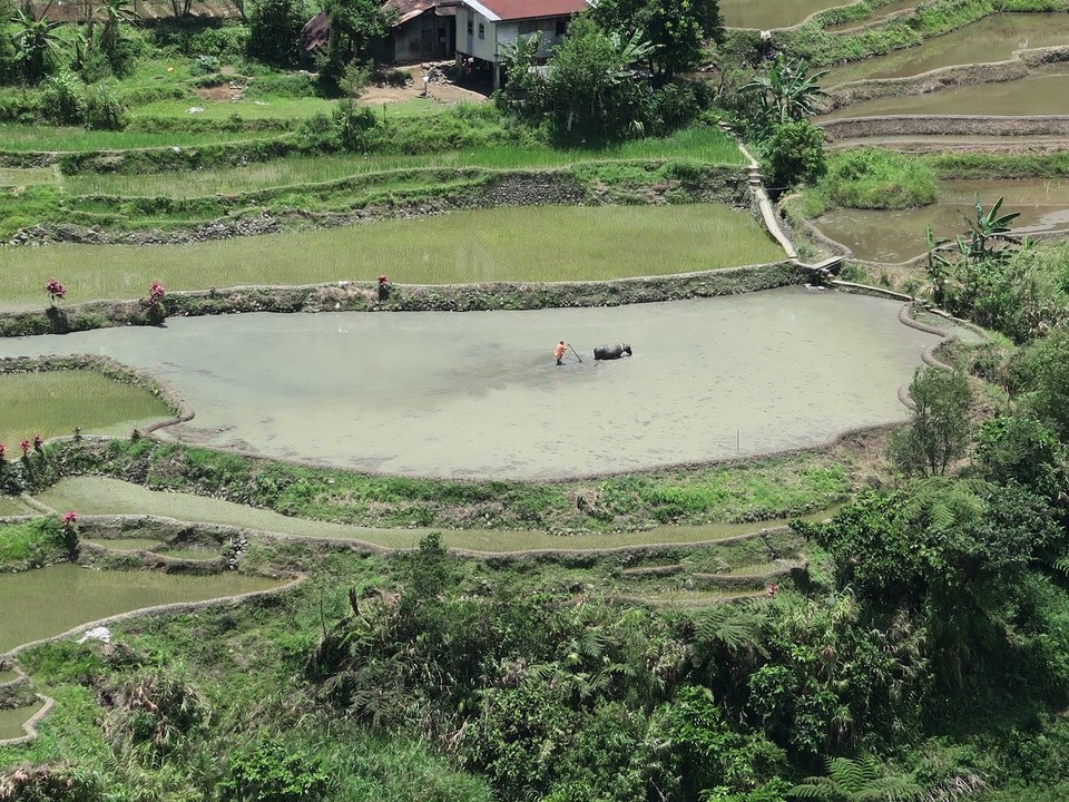 Philippines - Banaue - Avec un buffle