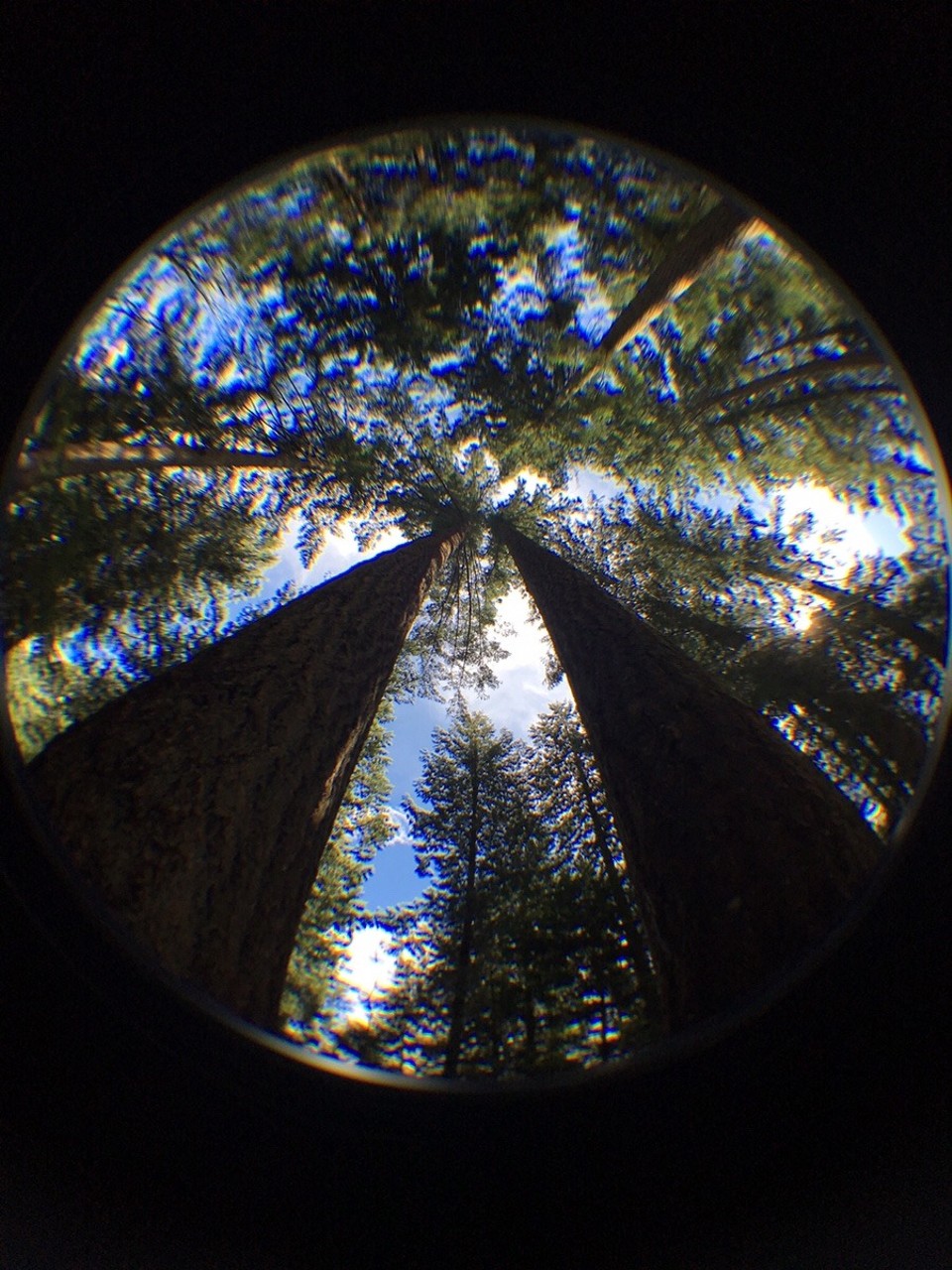 Canada - Vancouver - Look up