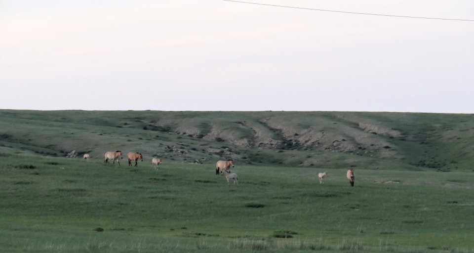 Mongolia - unbekannt - Our main reason to come - the 