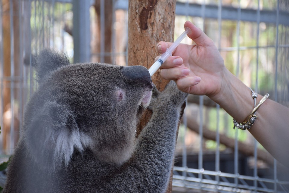 Australien - Port Macquarie - Wenn die Koalas keine Blätter essen können, bekommen sie noch Zusatznahrung. Dieser Koala ist wegen einer Chlamydien-Augeninfektion erblindet