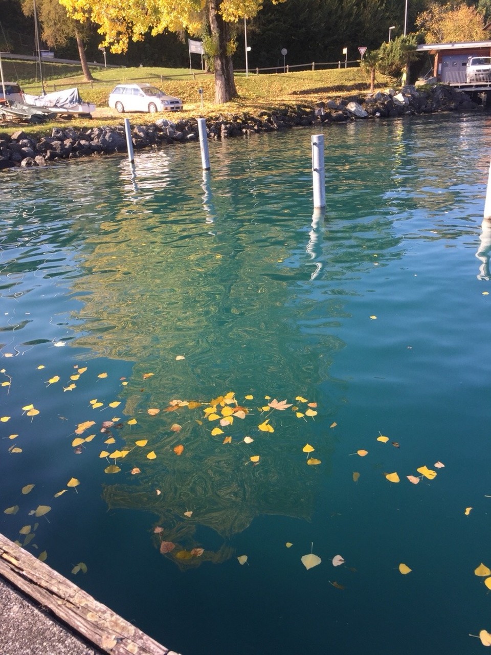 Deutschland - Ludwigshafen am Rhein - Goldene Blätter auf dem See...,