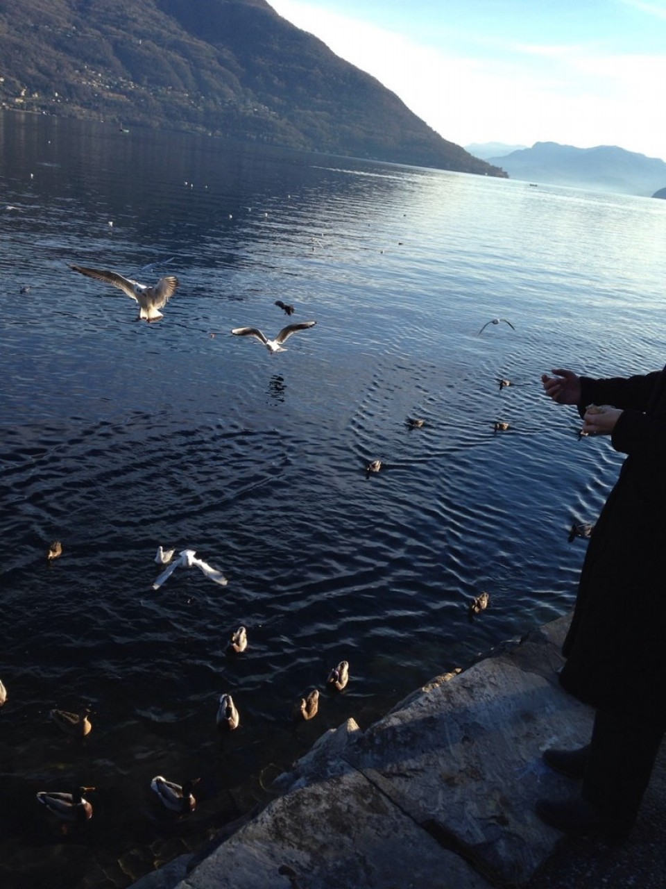 Schweiz - Brissago - 