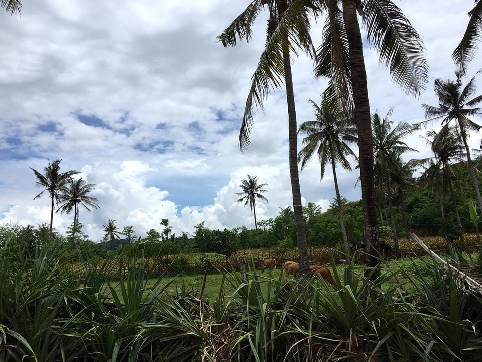Indonesien - Lombok Tengah - 
