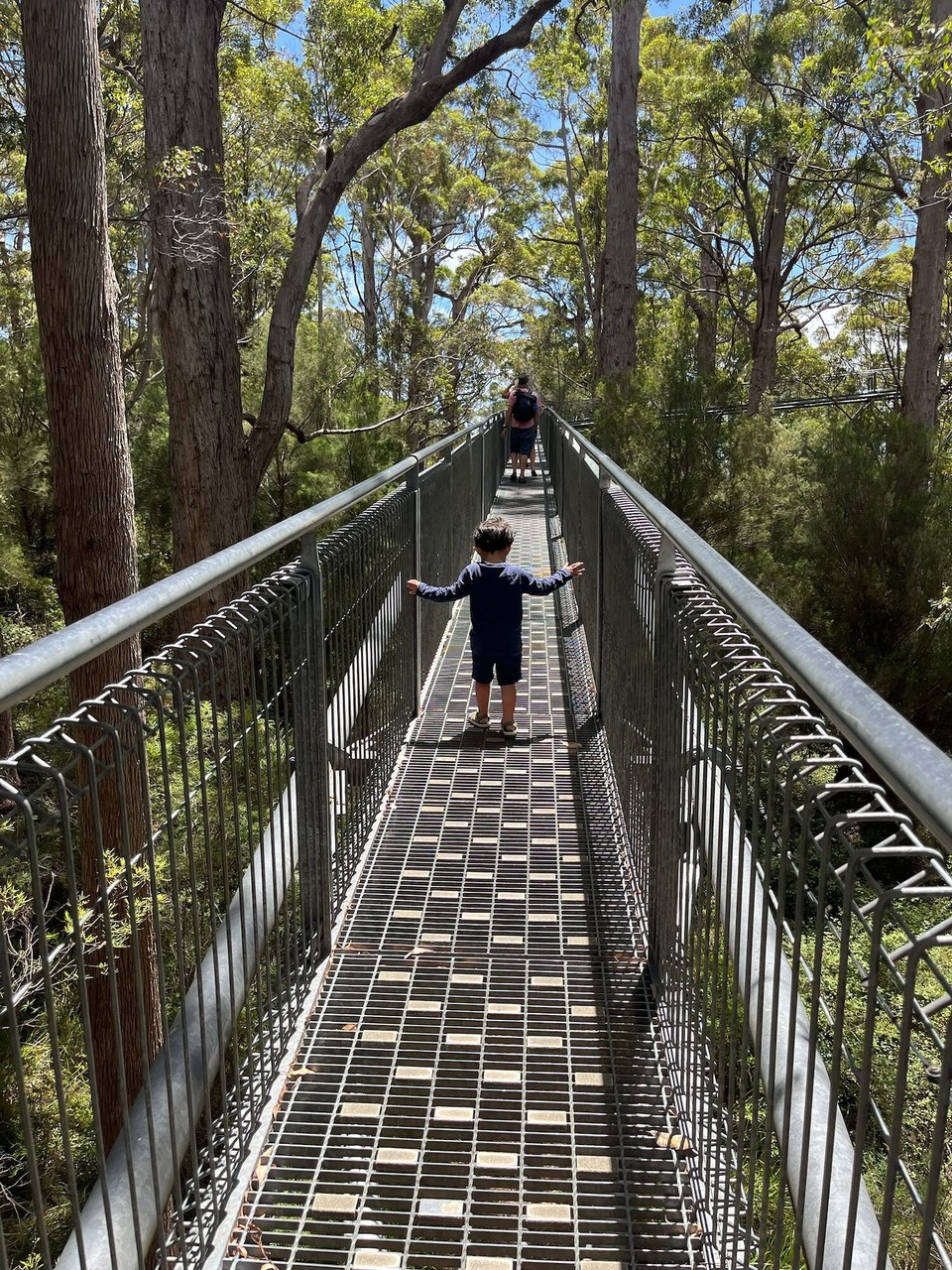 Australien - Tingledale - Anschließend ging es auf den Baumwipfelpfad auf bis zu 40m Höhe.