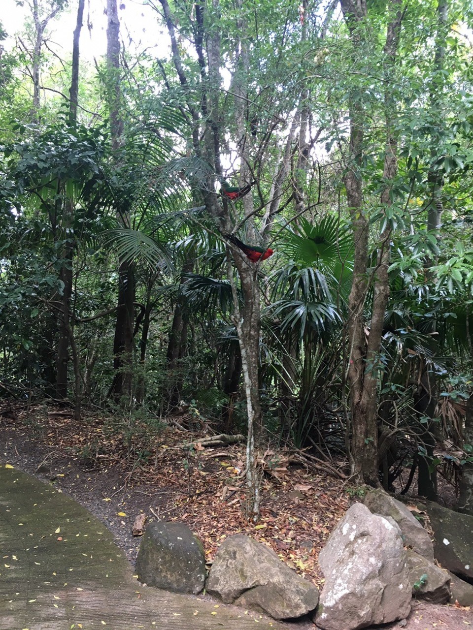  - Ausztrália, Jamberoo, Minnamurra Rainforest center - 