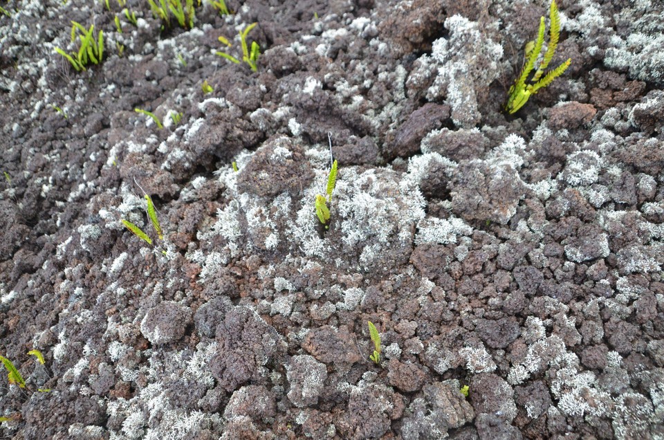 Réunion - Pointe des Galets - Flechten a Farn op der Lava no 17 Jar