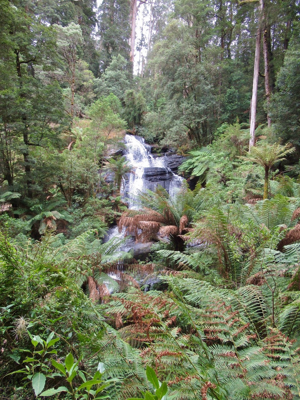 Australien - Princetown - Triplet Fall im Regenwald des Nationalparks
