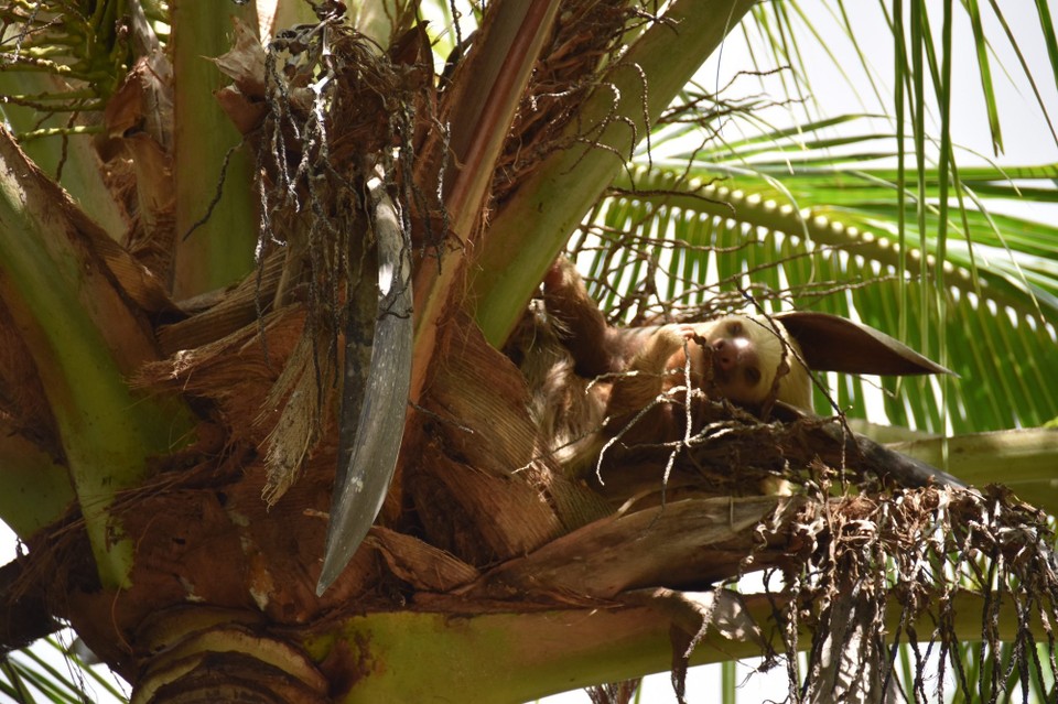 Costa Rica -  - Schnell noch das Zweifingerfaultier verabschieden, die Koffer sind schon gepackt.