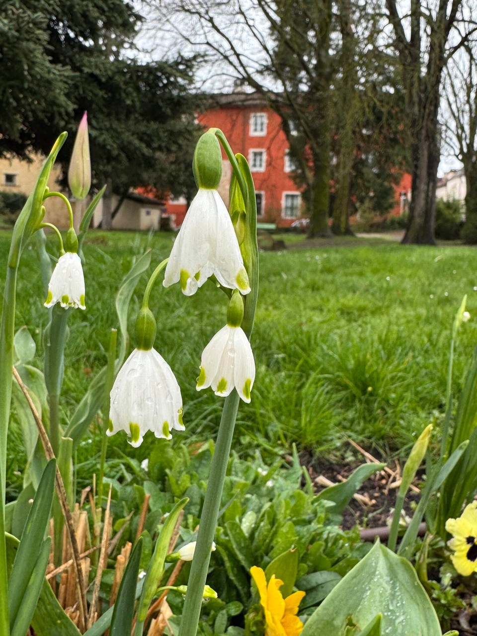 Frankreich - Tournus - Frühlings-Knotenblumen