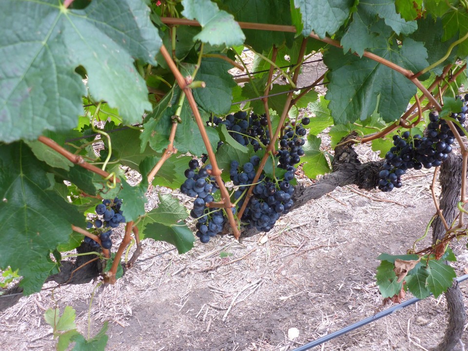 Südafrika - Stellenbosch - Süße frische 🍇 Trauben