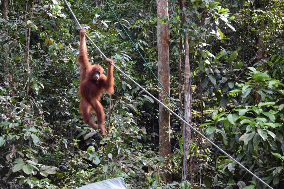 Malaysia - Kuching - 