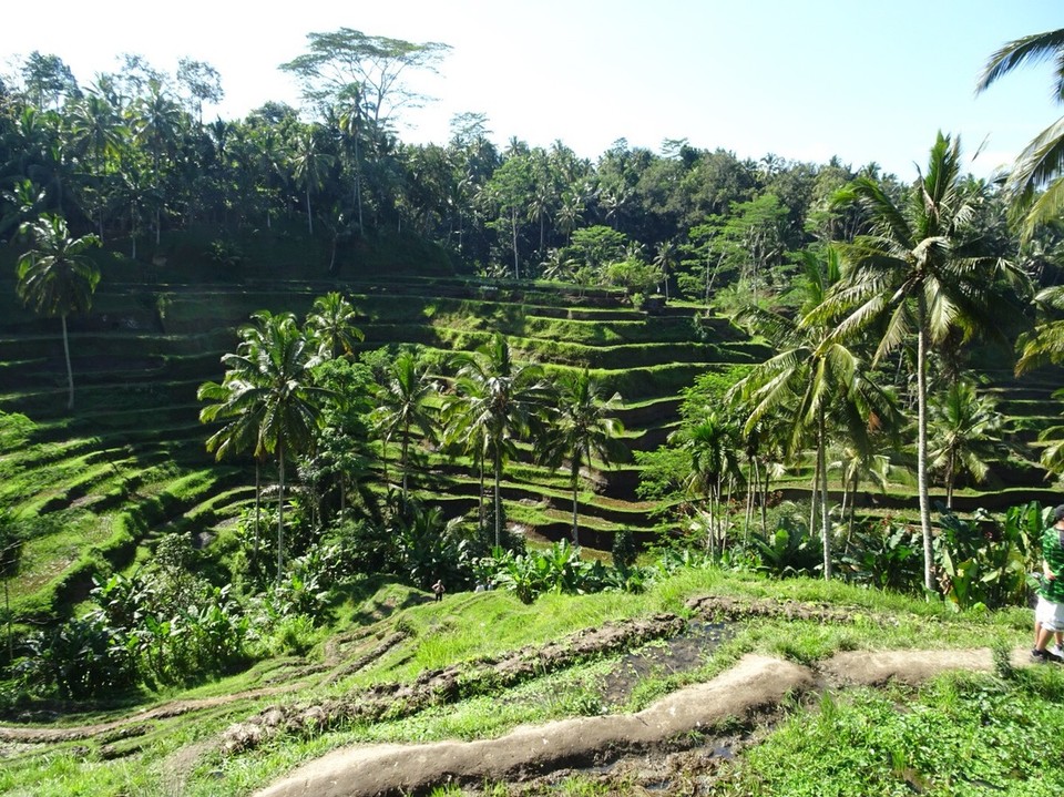 Indonesia - Tegallalang rijstterrassen - 