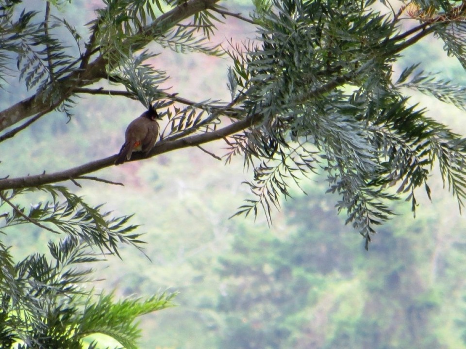 Indien - Coonoor - 