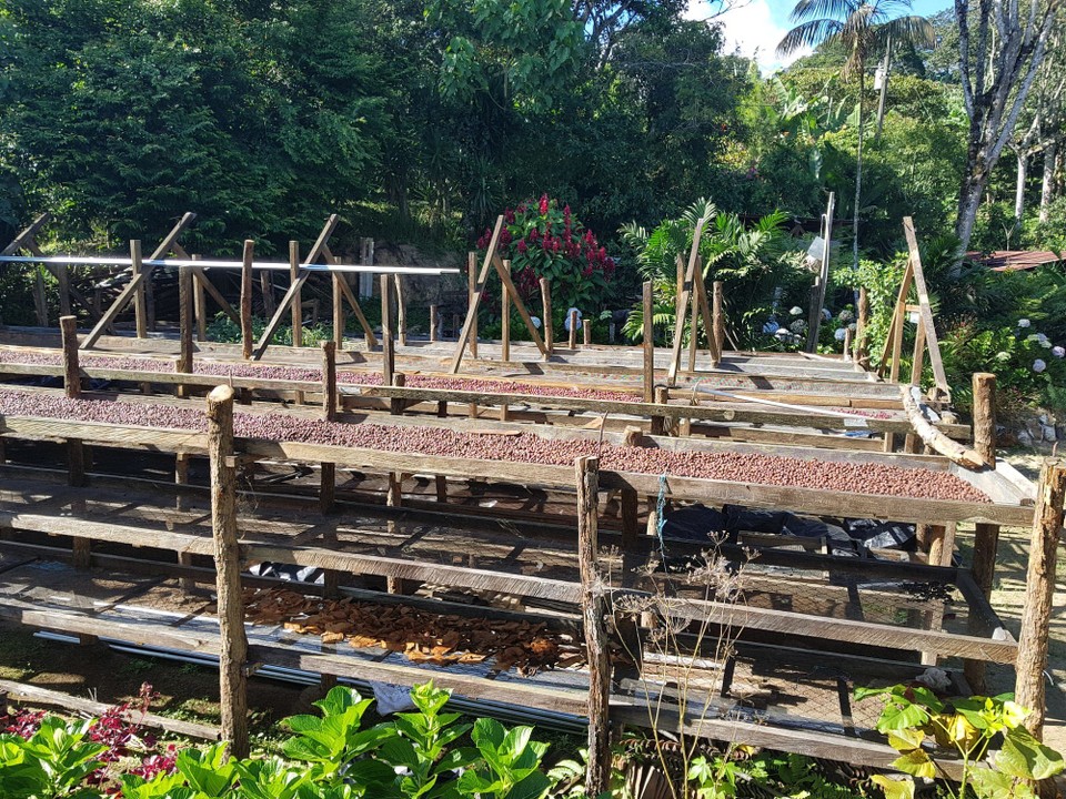 Nicaragua - Dipilto - Kaffee -Trocknungsbeete