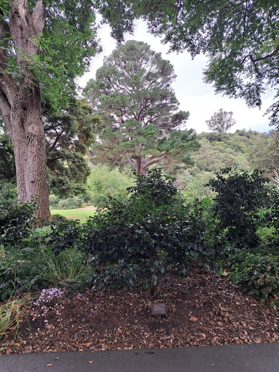 Neuseeland - Dunedin - Botanischergarten 