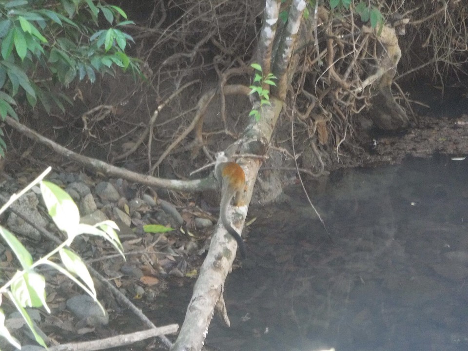 Costa Rica - Parrita - 