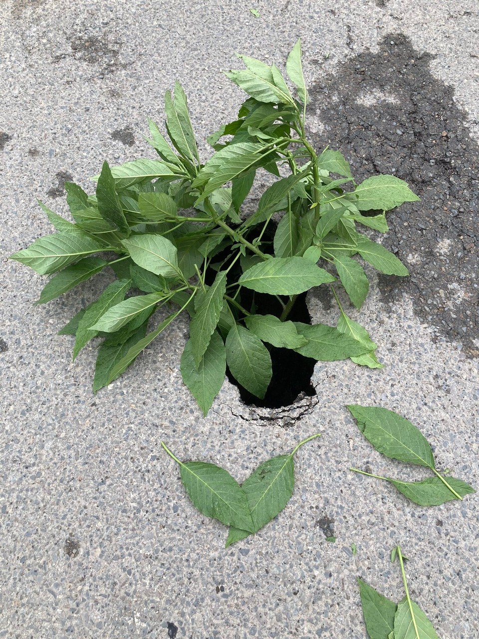 Nepal -  - So werden also Löcher in der Straße markiert 😳🫣