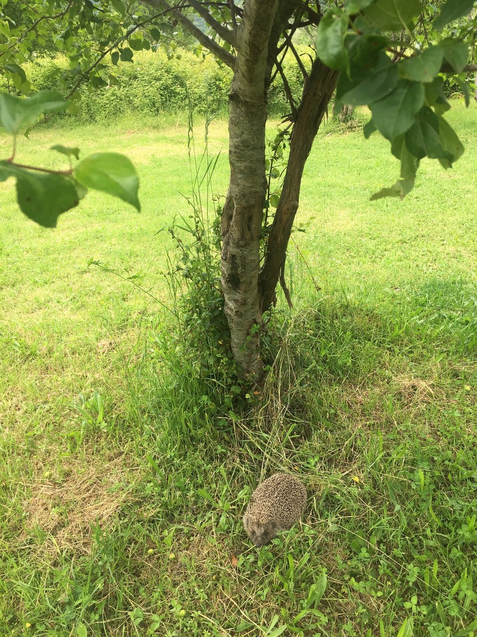 Montenegro - Virpazar - Zu Besuch bei uns am Apfelbaum :)