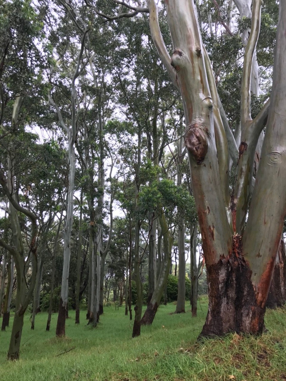 Australien - Paddington - Cenntenial Park