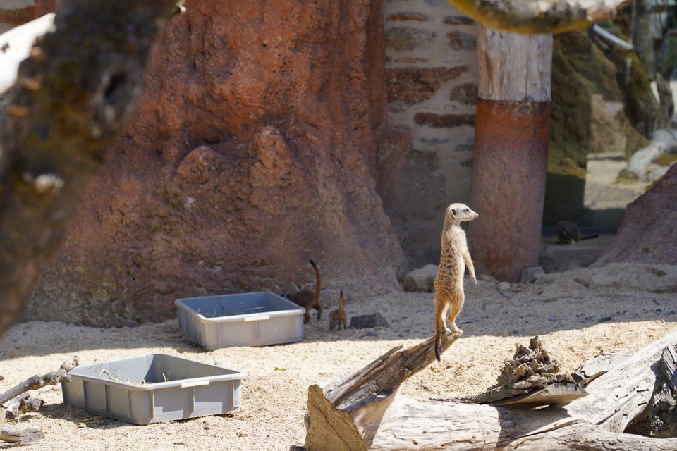 Schweiz - Zürich - Einer der Familie hat die Oberaufsicht und warnt die anderen bei Gefahr