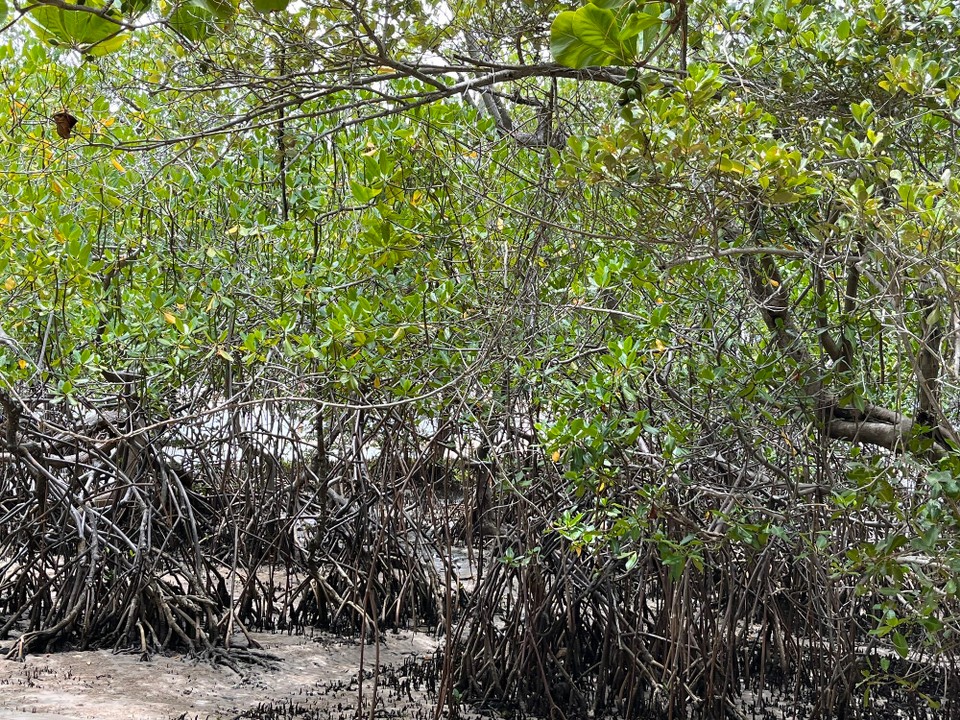 Brasilien - Jacuípe - 