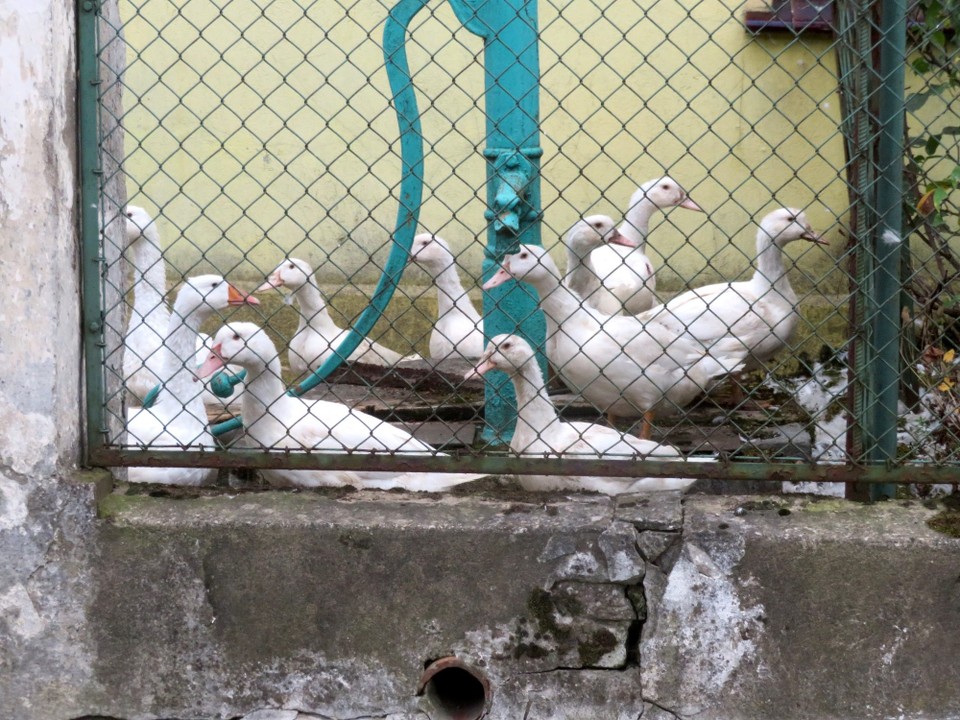 Polen - Moschen - 