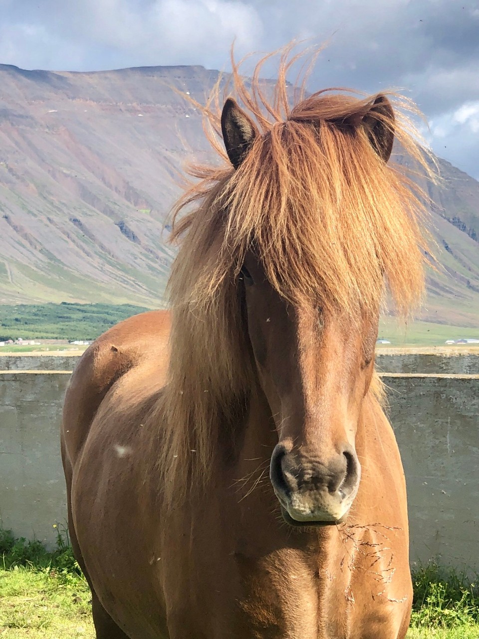 Island - Sveitarfélagið Skagafjörður - Und dann entdeckte ich noch dieses stolze Pferdchen. Mega hübsch finde ich...