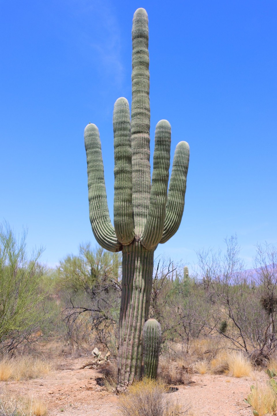 USA - Tucson - Saguado NP